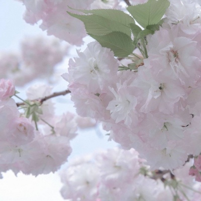 埇桥福瑞交流群